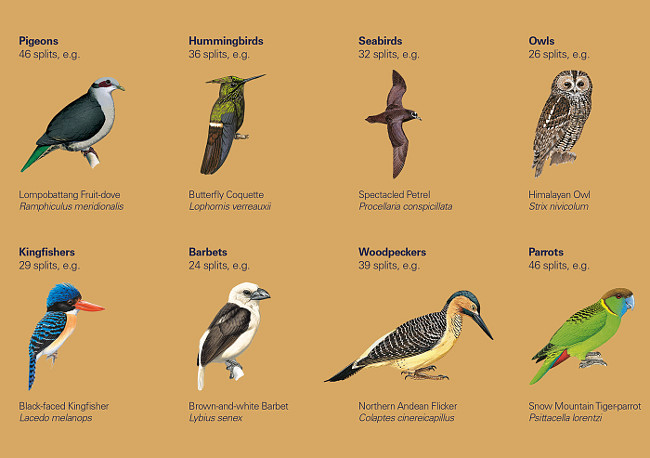 Illustrated Checklist of the Birds of the World - EL SISTEMA TAXONÓMICO