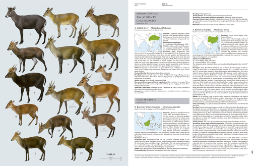 Handbook of the Mammals of the World - Volume 2 - Lynx Nature Books