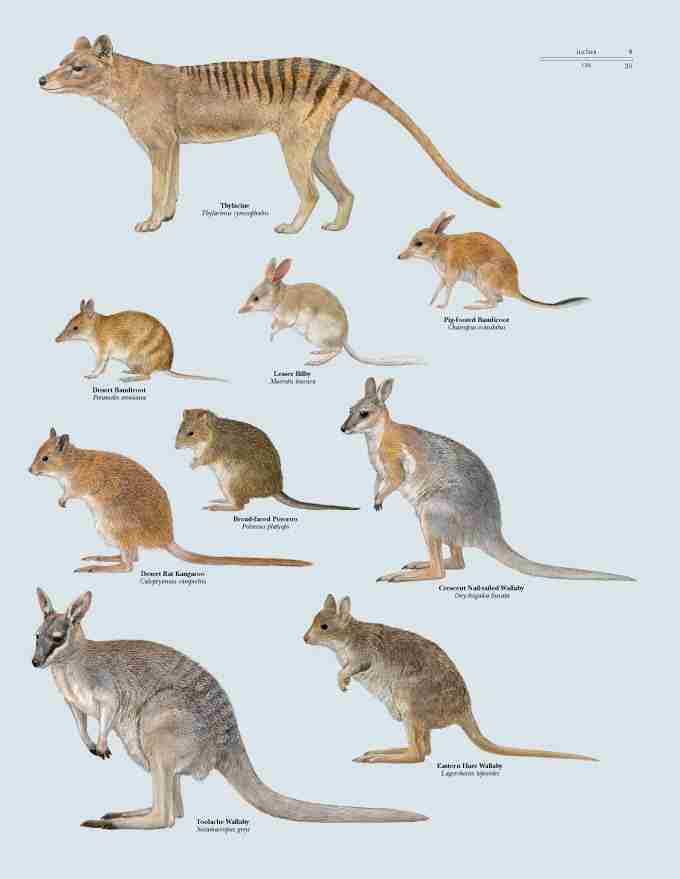 Oberfläche Dreh dich um Bilden all australian mammals Manchmal Wecken