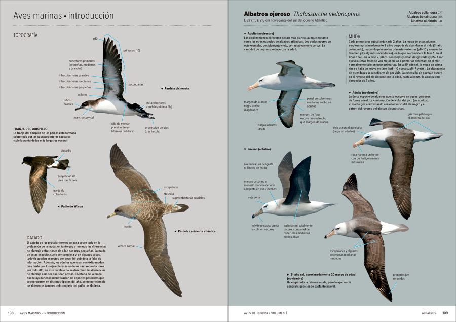 Aves de Europa – Identificación de todas las especies y plumajes | Lynx Nature Books
