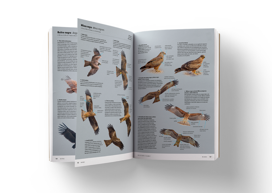 Aves de Europa – Identificación de todas las especies y plumajes | Lynx Nature Books