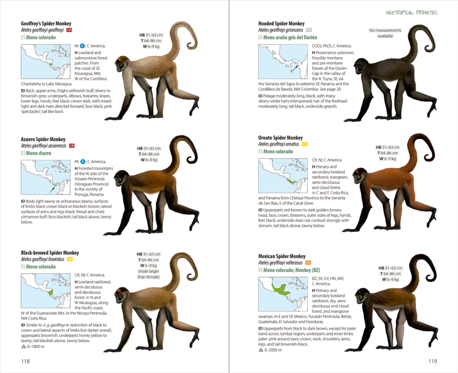 Neotropical Primates | Ateles | Lynx Nature Books