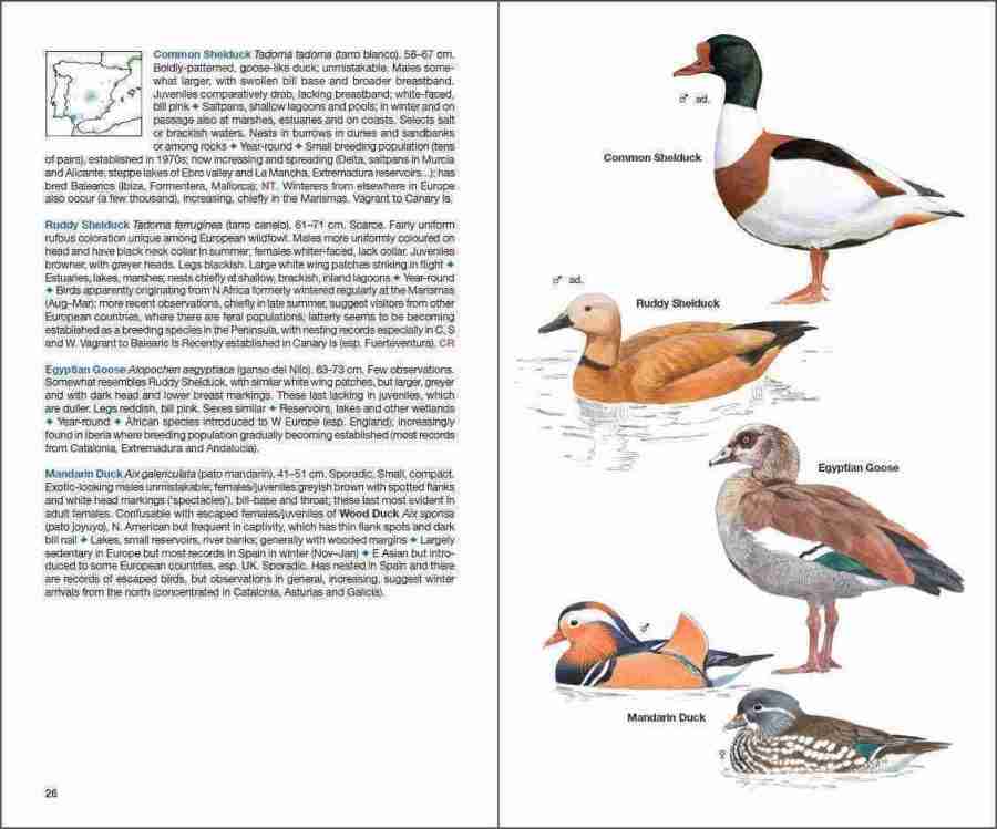Birds of Spain sample page