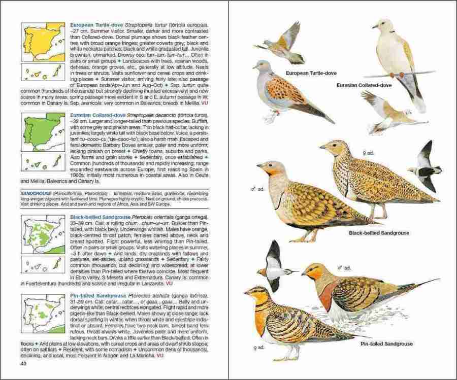 bird of Spain; dumb bird; eagles in Spain; parrots in Spain; ornithology book; bird guides; bird identification book