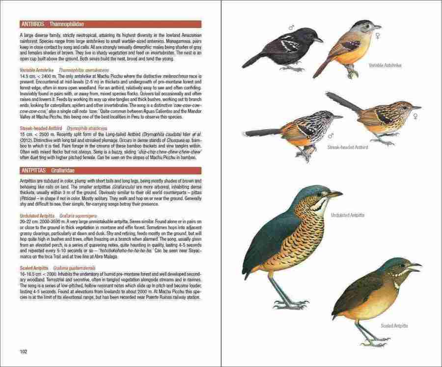 Field Guide to the Birds of Machu Picchu and the Cusco Region, Peru sample page