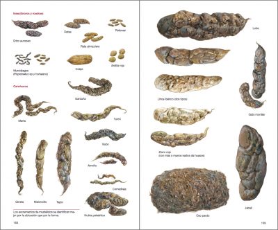 Illustrated Checklist of the Mammals of the World – Lynx Edicions