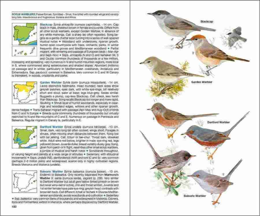 bird of Spain; dumb bird; eagles in Spain; parrots in Spain; ornithology book; bird guides; bird identification book