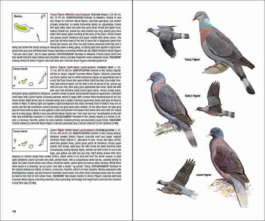 Field Guide to the Birds of Macaronesia sample page