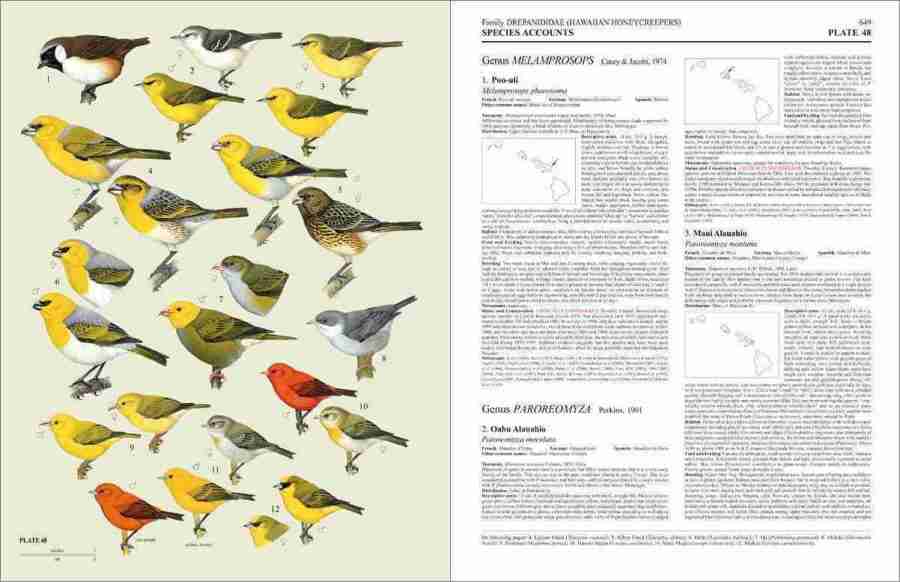 Handbook of the Birds of the World - Volume 15 sample page